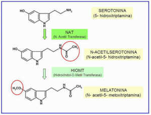 Serotonina e melatonina